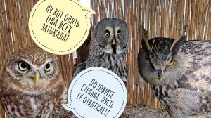 Сова Кофи мило негодует, сыч Лучик следит за мышеньками, ёжик вышел гулять, жаба катается на плоту