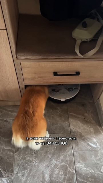 Пересылай это видео запасному хозяину  корги антистресс corgi тепло dogsoftiktok shorts