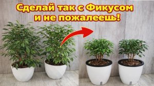 СРОЧНО в АПРЕЛЕ СДЕЛАЙ с ФИКУСОМ ТАК!