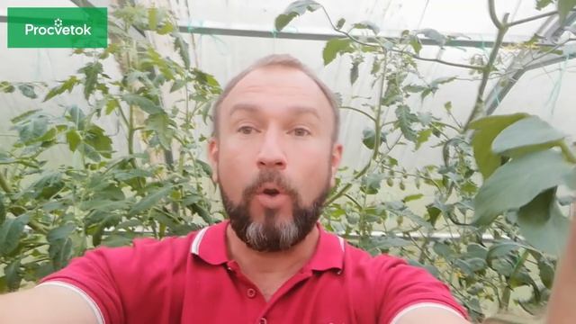 Приглашаем вас на ПРЯМОЙ ЭФИР с Иваном Русских! Все секреты о выращивании томатов от биолога