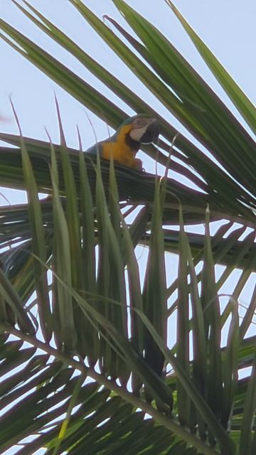 Попугай Ара на Мальдивах.mp4