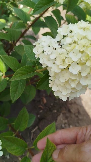 Метельчатая гортензия Сандей Фрайз.