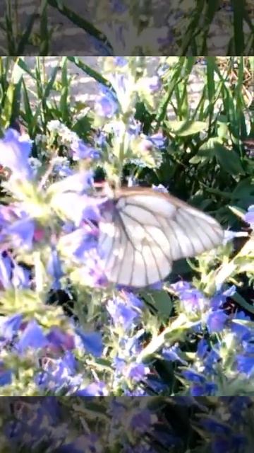VID_20130607_185437 бабочка ест нектар в 2013