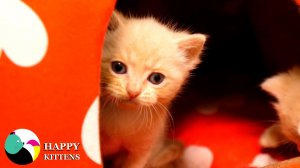 Маленькие котята весело играют, а их мама внимательно наблюдает за ними со стороны.