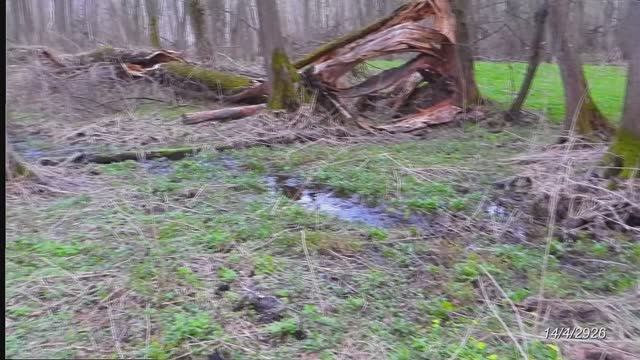 2026/4/14: Вечерний птичий гомон в лесу у дальнего ручья за 18-м мкр-ном Заречного (