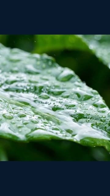 дождь вдохновение осень природа