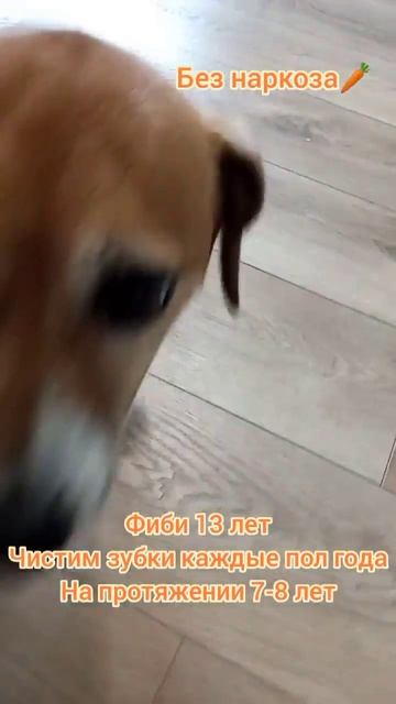 Фиби джекрассл 13 лет, Чистим зубки каждые пол года,