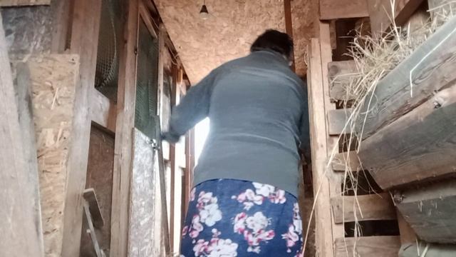 Отвезли к ветеринару. Переделываем кормушку.