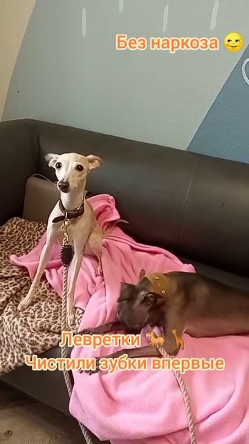 Левретки  , чистили зубки впервые, маленькая банда