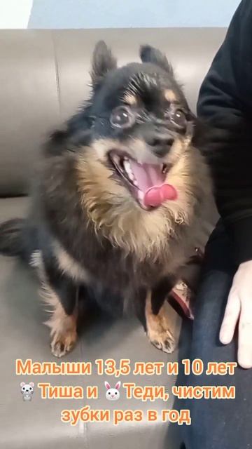 Малыши 135 лет и 10 лет Тиша и Теди чистим зубки раз в год знакомы давно