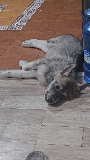 Велечка отдыхает тяжелый рабочий день русскийвольфхундволк щенки собаки новоевидео любимцы