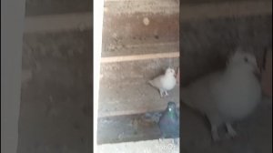 голуби Ломова Садятся на вторые