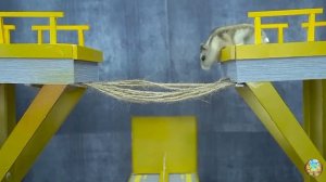 Хомячок убегает из ловушки голодных акул в водном лабиринте! часть 7