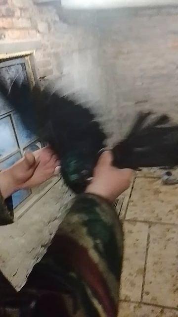 николаевские голуби