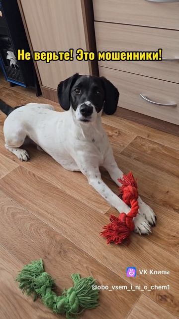 осторожно,  мошенники!!! #собака #собакарубик #суперсобака