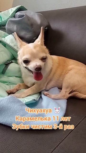 Чихуахуа , Карамелька 11 лет, Зубки чистим 3-й раз, у нас один перерыв 15 минут