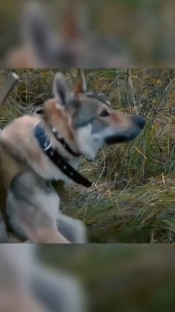 🍿 Мы использовали собак чтобы уничтожать танки