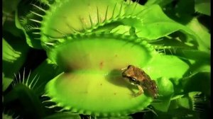 Гидра в организме человека. 13.04.26.