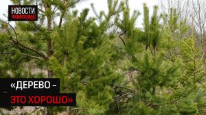 Спустя года: жители Подмосковья показали, как выглядит лес, высаженный добровольцами