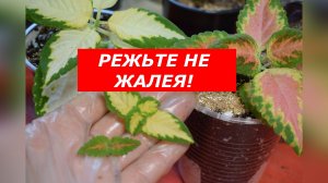Колеус: вторая перевалка и формирование. Пошаговая инструкция для яркого роста