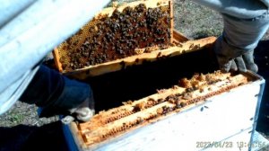 Суш или вощина в апреле,чем расширять.