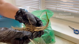 Неожиданный подарок от китайца. Мы сегодня агрономы :) Садим джусай.