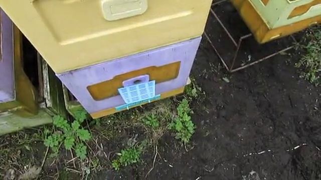 весна и пчелы - ставлю второй корпус и делаю узковысокое гнездо плюс магазин под мед , 17.04.2026