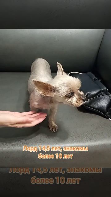 Лорд 14,5 лет, знакомы более 10 лет, чистим зубки регулярно