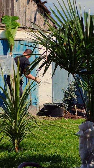 Высаживаю банан на участке