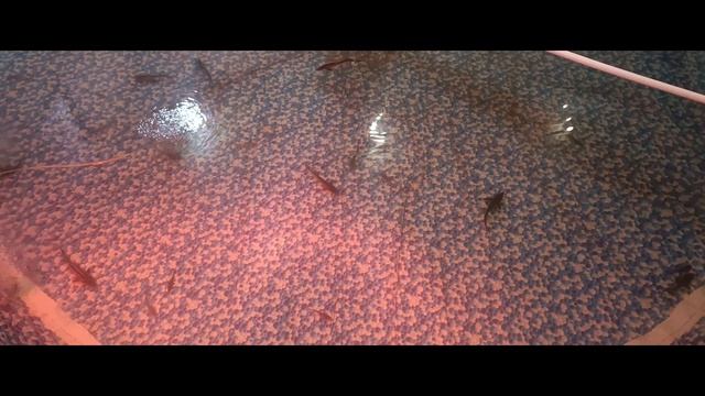 Ферма осетра (начало).