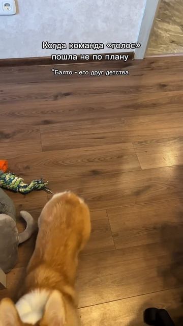 Подписка  ежедневная доза корги корги corgi смешныеживотные tiktok shorts шортс