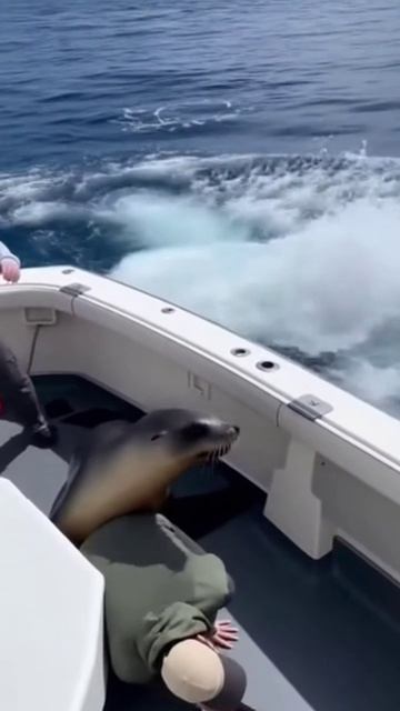 МОРСКОЙ КОТИК СПАССЯ ОТ АКУЛА В ПРИНЦИПЕ нейросеть