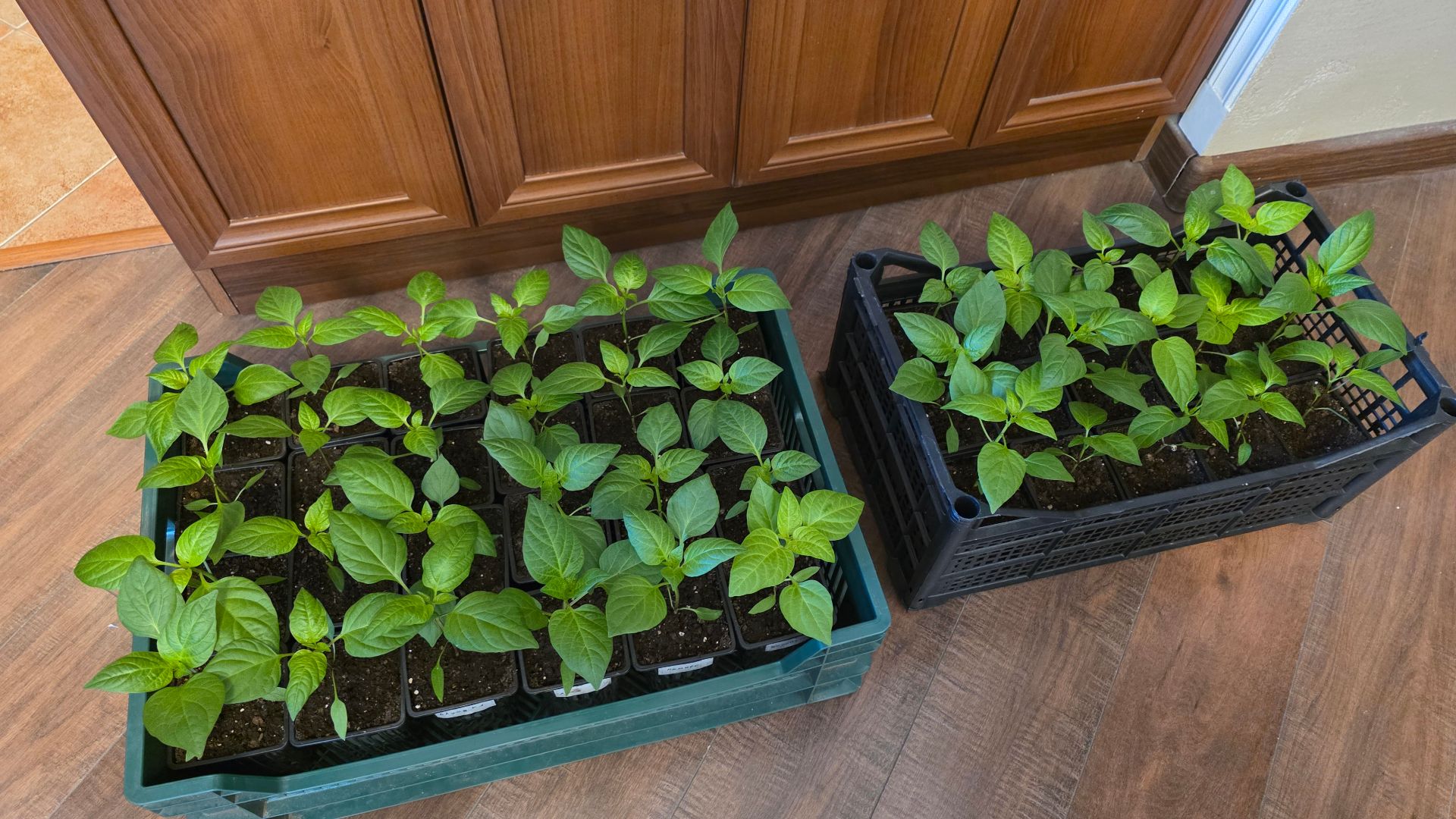 ОБЗОР РАССАДЫ В КВАРТИРЕ 17 АПРЕЛЯ 2026.