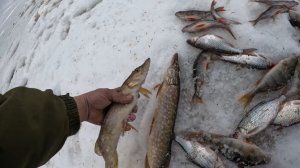 Зимняя рыбалка! Последний лёд! Щука, окунь, сорога...