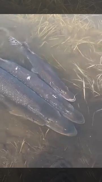 Икромет Щуки.