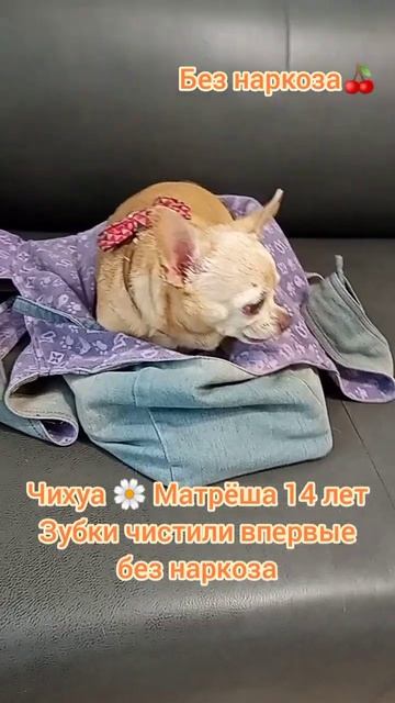 Чихуа  Матрëша 14 лет, Зубки чистили впервые без наркоза.  #собака #чихуахуа