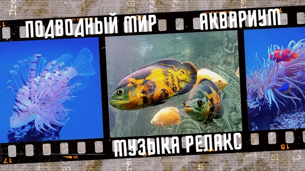 Подводный мир. Аквариум. Музыка релакс.