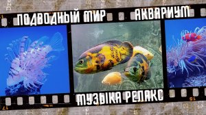 Подводный мир. Аквариум. Музыка релакс.