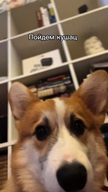 Мысли Коржа 258