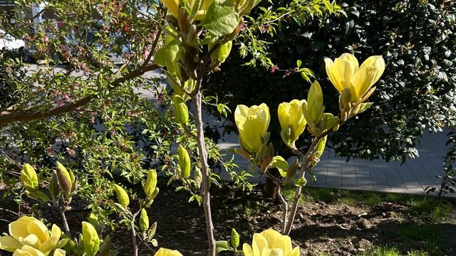 Ялта. Цветение желтой магнолии. Вещевой рынок. Московская ул. Апрель 2026. Крым. Crimea. Yalta.