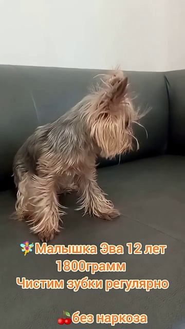 Йорк Эва 12 лет 1800 грамм, чистим зубки много раз