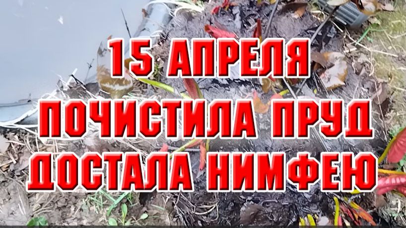 15 апреля. Чищу прудик, достала нимфею