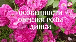 КАК ОБРЕЗАТЬ РОЗУ ДИНКИ?