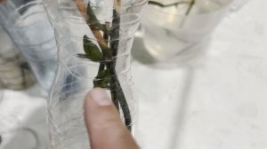 Детки орхидеи на цветоносе в бутылке