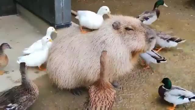 Милые животные видео