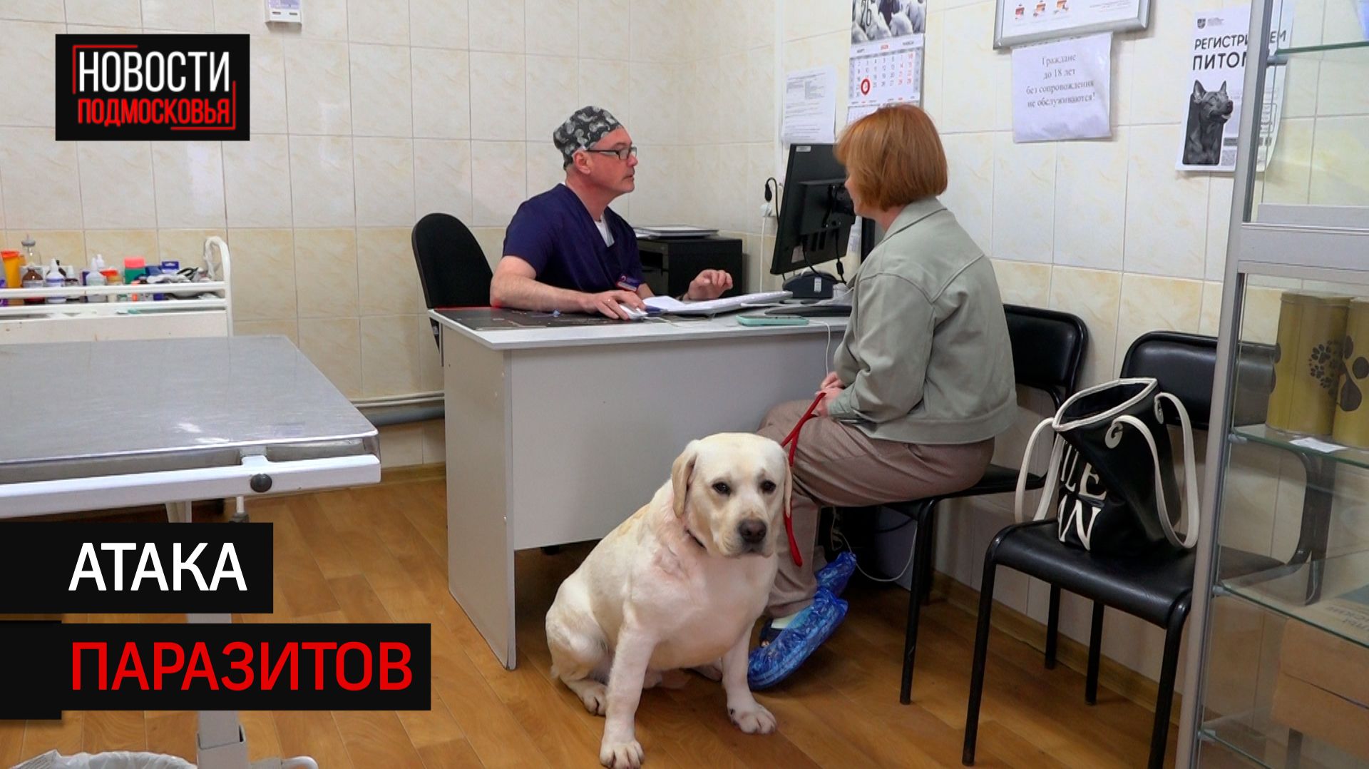 Ветеринары Солнечногорска рассказали о самых эффективных способах защиты от клещей