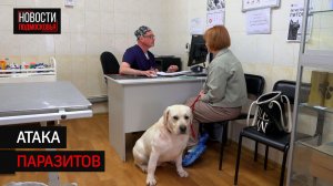 Ветеринары Солнечногорска рассказали о самых эффективных способах защиты от клещей