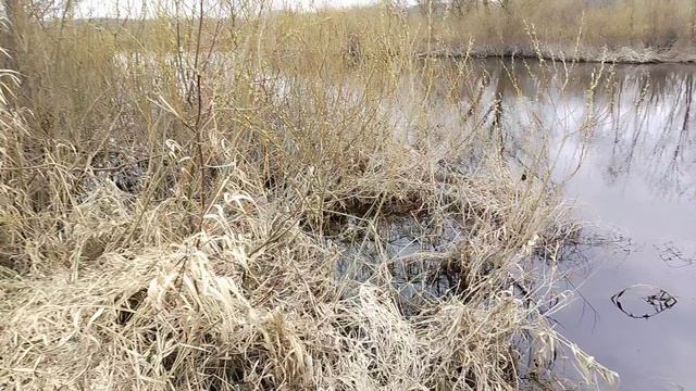 Река Жуковский р н. Д Ходиловичи