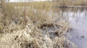 Река Жуковский р н. Д Ходиловичи