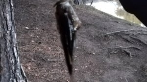 Ловим ротанов